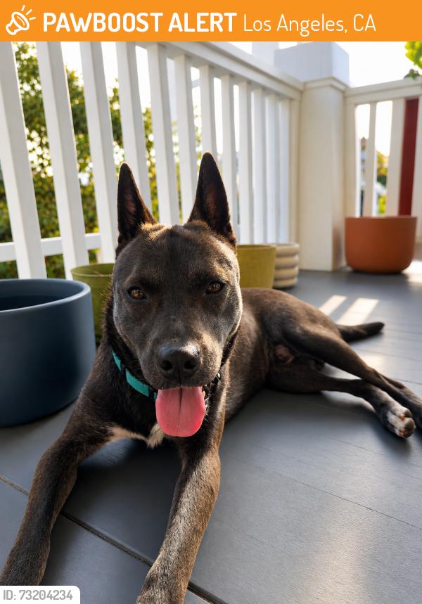 Found/Stray Male Dog last seen 57th St and 5th Ave, Los Angeles, CA 90043