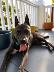 Found/Stray Male Dog last seen 57th St and 5th Ave, Los Angeles, CA 90043