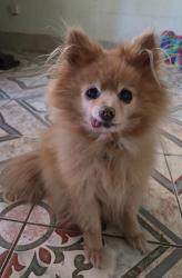 Reunited Male Dog last seen Columbus Ave and 24st, Fort Worth, TX 76164