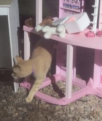 Reunited Male Cat last seen Near Todd rd Braselton ga 30517, Braselton, GA 30517
