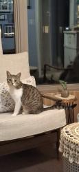 Lost Female Cat last seen Our Lady of Lourdes elementary school, Middlesex Centre, ON 