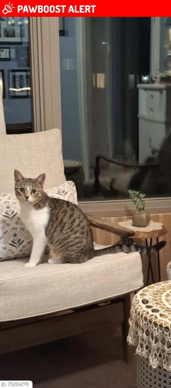 Lost Female Cat last seen Our Lady of Lourdes elementary school, Middlesex Centre, ON 
