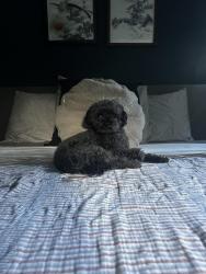 Reunited Male Dog last seen Ryan Rd, Sterling Heights, MI 48314