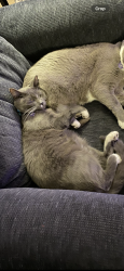 Lost Male Cat last seen Near Hunters Glen Elementary, Thornton, CO 80241