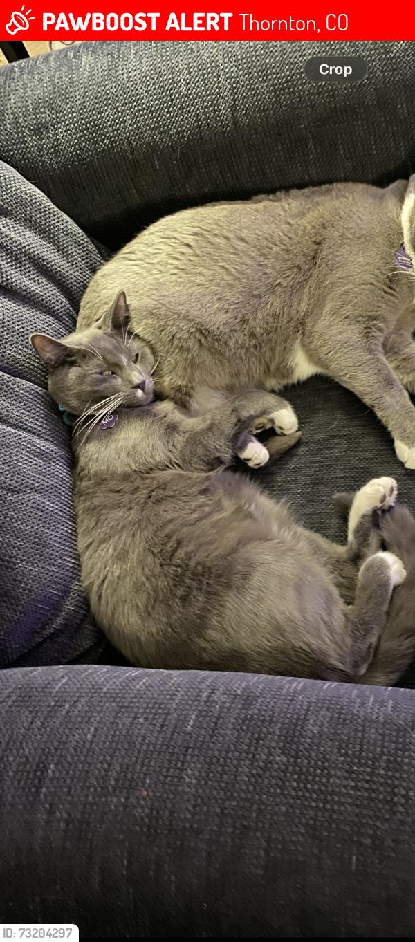 Lost Male Cat last seen Near Hunters Glen Elementary, Thornton, CO 80241
