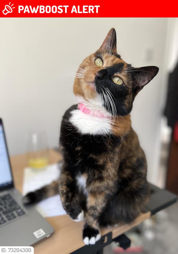 Lost Female Cat last seen Near Wepre park, Connah’s Quay, Connah's Quay, Wales CH5 4JR