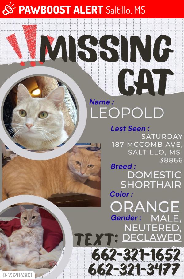 Lost Male Cat last seen Home, Saltillo, MS 38866