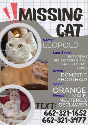 Lost Male Cat last seen Home, Saltillo, MS 38866
