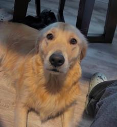 Reunited Female Dog last seen Alameda St, Los Angeles, CA, USA, Los Angeles, CA 90002