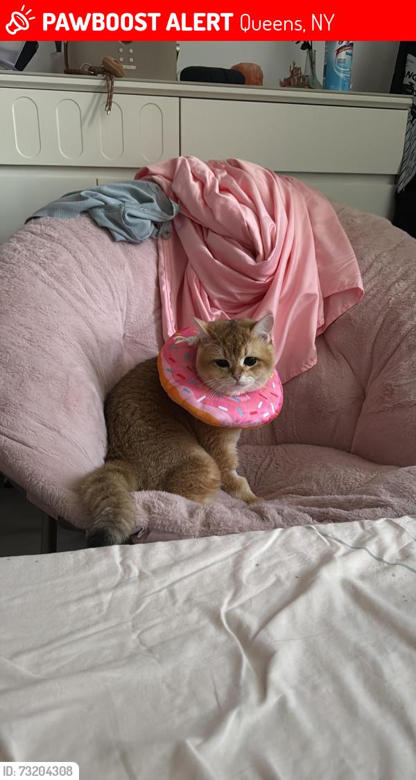 Lost Male Cat last seen Jomar Car Wash, Queens, NY 11355