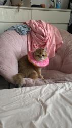 Lost Male Cat last seen Jomar Car Wash, Queens, NY 11355