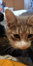 Lost Male Cat last seen Greenwood close Romsey, Hampshire, England SO51 7QT