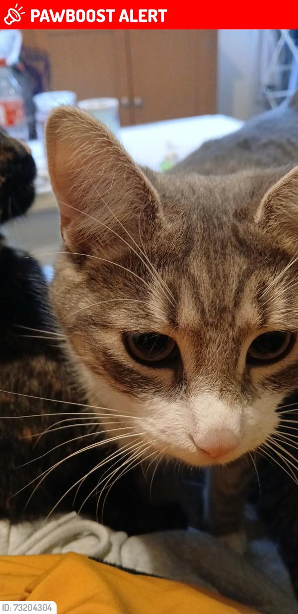 Lost Male Cat last seen Greenwood close Romsey, Hampshire, England SO51 7QT