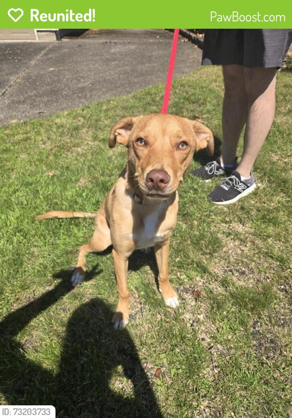 Reunited Female Dog last seen Se blairmont and briarwood, Vancouver, WA 98683
