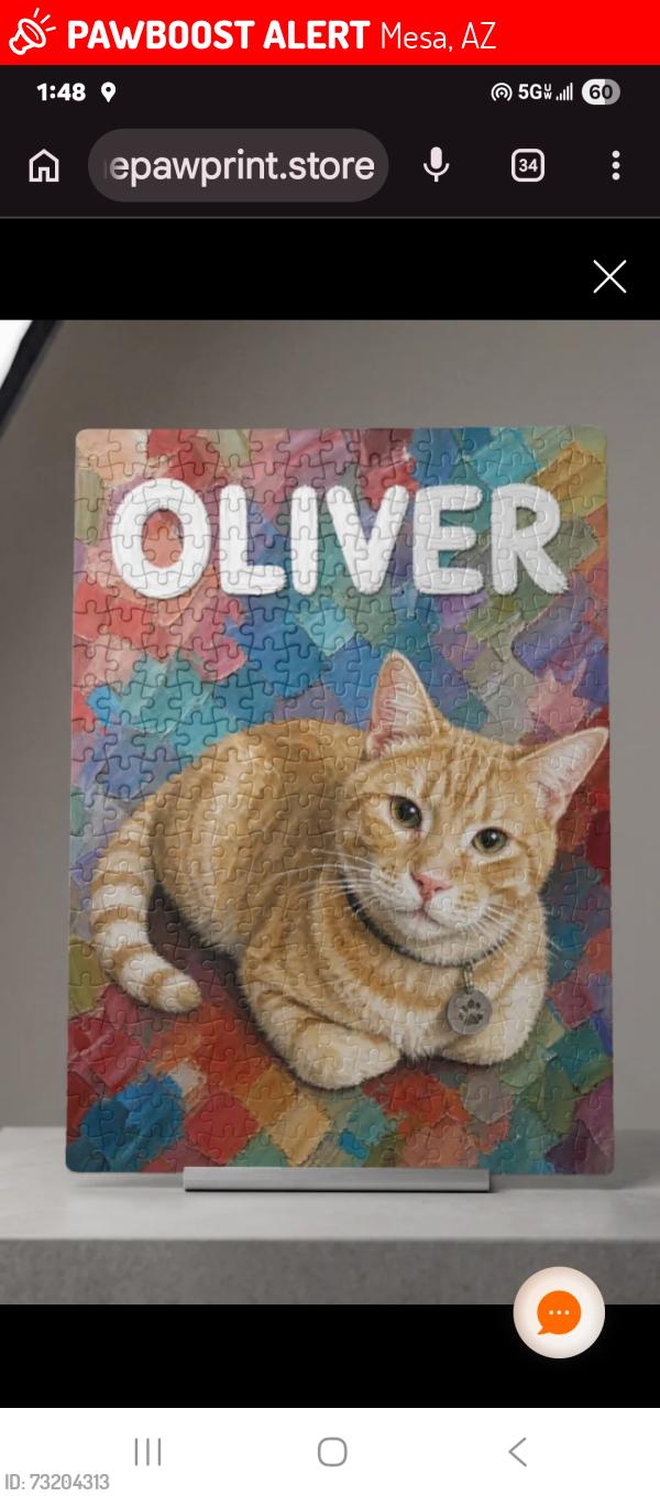 Lost Male Cat last seen Brown and Horne, Mesa, AZ 85203