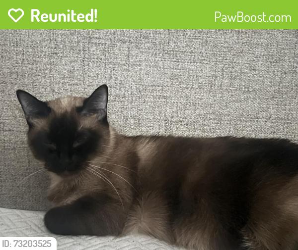 Reunited Female Cat last seen South Waco and Mt Vernon St, Wichita, KS 67213