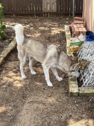 Found/Stray Male Dog last seen W Cheryl ave, Bedford, TX 76022