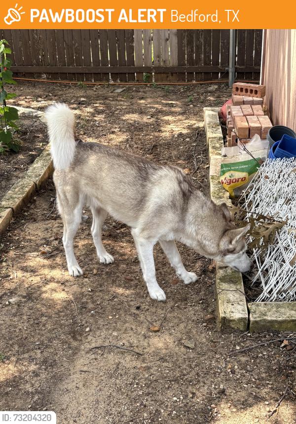 Found/Stray Male Dog last seen W Cheryl ave, Bedford, TX 76022