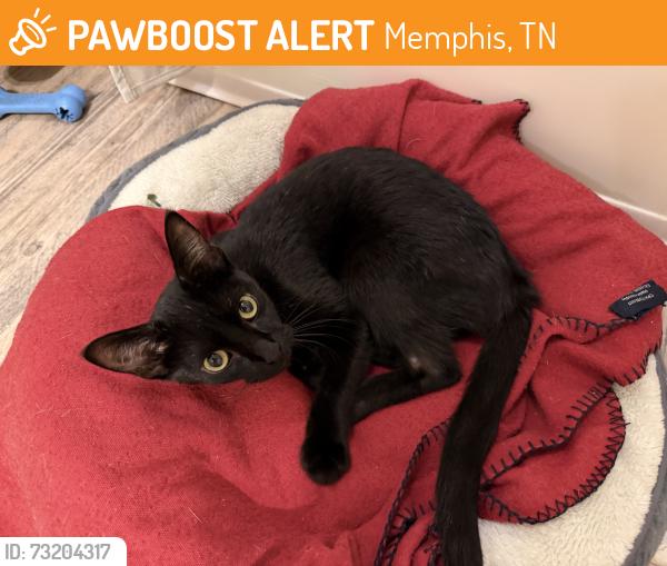 Found/Stray Female Cat last seen North Mud Island, Memphis, TN 38103, Memphis, TN 38107