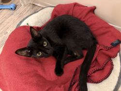 Found/Stray Female Cat last seen North Mud Island, Memphis, TN 38103, Memphis, TN 38107