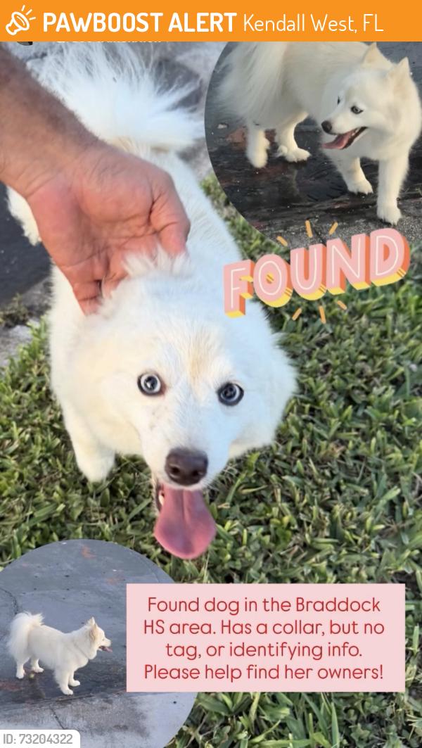 Found/Stray Female Dog last seen Braddock HS area, Kendall West, FL 33193