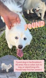 Found/Stray Female Dog last seen Braddock HS area, Kendall West, FL 33193