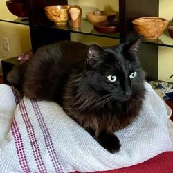 Reunited Female Cat last seen North Highland Ave, Ponce de Leon Ave, St. Augustine Place, Atlanta, GA 30306