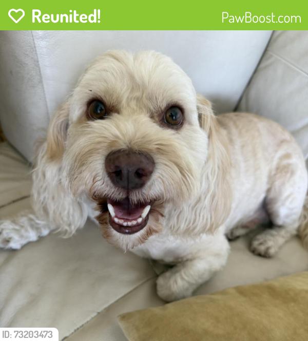 Reunited Male Dog last seen Pacific coast highway and Pearl Redondo Beach, Redondo Beach, CA 90277