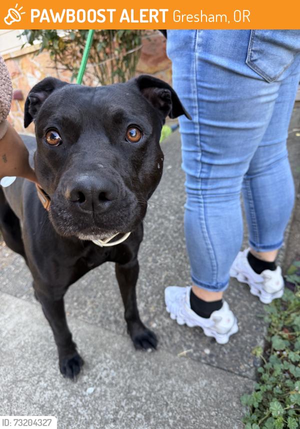 Found/Stray Male Dog last seen Down powell, Gresham, OR 97233