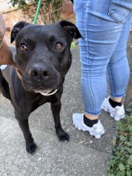 Reunited Male Dog last seen Down powell, Gresham, OR 97233
