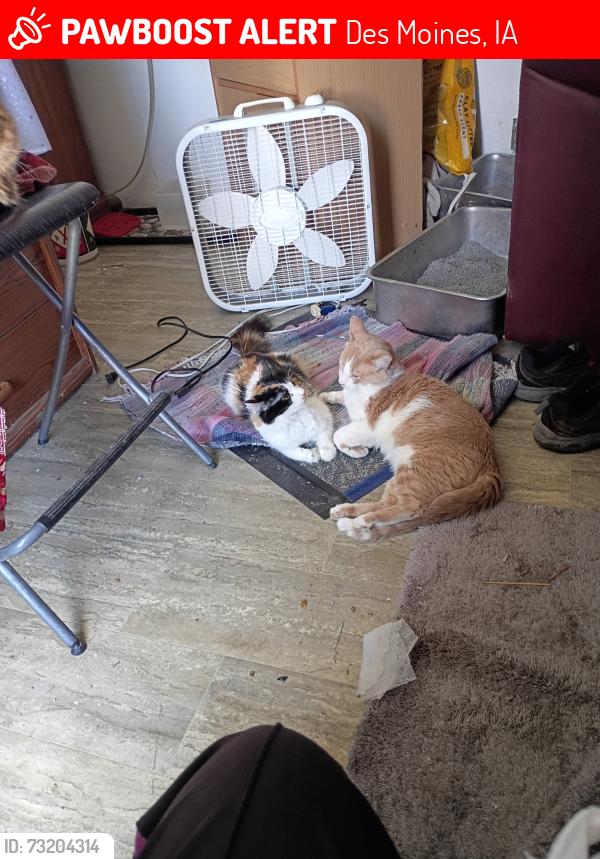 Lost Male Cat last seen S.E.14TH and E.Virginia Ave, Des Moines, Des Moines, IA 50315