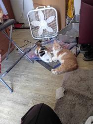 Lost Male Cat last seen S.E.14TH and E.Virginia Ave, Des Moines, Des Moines, IA 50315