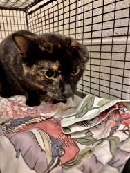 Shelter Stray Female Cat last seen Near Daylily Dr, Knox County GP, TN, 3201 Division St, Knoxville, TN 37919, USA