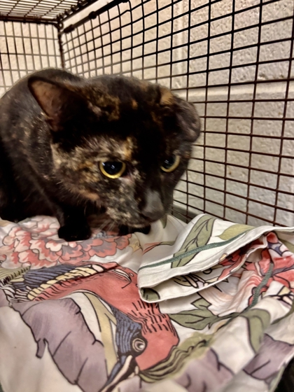 Shelter Stray Female Cat last seen Near Daylily Dr, Knox County GP, TN, 3201 Division St, Knoxville, TN 37919, USA