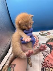 Shelter Stray Male Cat last seen Near Daylily Dr, Knox County GP, TN, 3201 Division St, Knoxville, TN 37919, USA