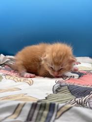 Shelter Stray Male Cat last seen Near Daylily Dr, Knox County GP, TN, 3201 Division St, Knoxville, TN 37919, USA