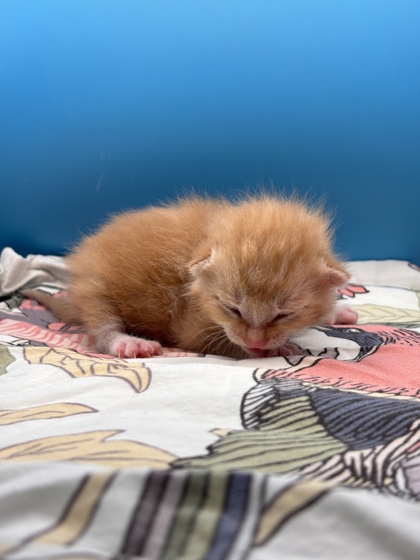 Shelter Stray Male Cat last seen Near Daylily Dr, Knox County GP, TN, 3201 Division St, Knoxville, TN 37919, USA