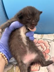 Shelter Stray Female Cat last seen Near Daylily Dr, Knox County GP, TN, 3201 Division St, Knoxville, TN 37919, USA