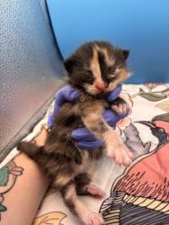 Shelter Stray Female Cat last seen Near Daylily Dr, Knox County GP, TN, 3201 Division St, Knoxville, TN 37919, USA