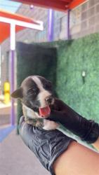 Shelter Stray Female Dog last seen Near Edna Ave, CITY of El Paso, TX, 5001 Fred Wilson Ave, El Paso, TX 79906, USA