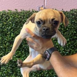 Shelter Stray Female Dog last seen Near DELAFIELD, CITY of El Paso, TX, 5001 Fred Wilson Ave, El Paso, TX 79906, USA