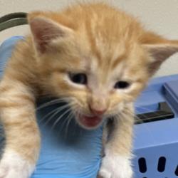 Shelter Stray Male Cat last seen Harvey Mitchell Pkwy S & Waxwing Ln, City of College Station, TX, 5359 Leonard Rd, Bryan, TX 77807, USA