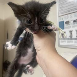 Shelter Stray Female Cat last seen Harvey Mitchell Pkwy S & Waxwing Ln, City of College Station, TX, 5359 Leonard Rd, Bryan, TX 77807, USA