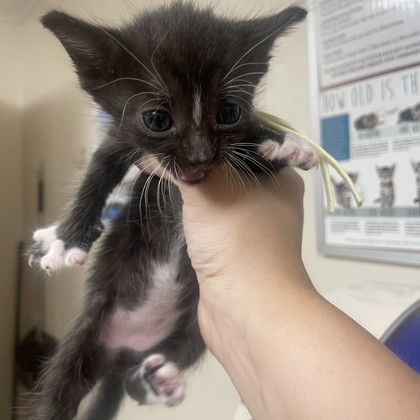 Shelter Stray Female Cat last seen Harvey Mitchell Pkwy S & Waxwing Ln, City of College Station, TX, 5359 Leonard Rd, Bryan, TX 77807, USA