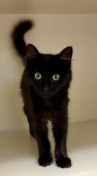 Shelter Stray Male Cat last seen Near Ashford Dunwoody Rd, Atlanta, GA 30346, 30346, GA, 3280 Chamblee Dunwoody Rd, Chamblee, GA 30341, USA