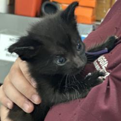 Shelter Stray Female Cat last seen Harvey Mitchell Pkwy S & Waxwing Ln, City of College Station, TX, 5359 Leonard Rd, Bryan, TX 77807, USA