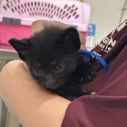 Shelter Stray Male Cat last seen Harvey Mitchell Pkwy S & Waxwing Ln, City of College Station, TX, 5359 Leonard Rd, Bryan, TX 77807, USA