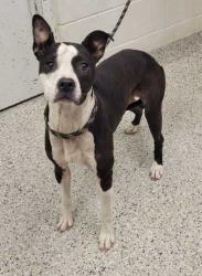 Shelter Stray Female Dog last seen Near E 91st St, 64138, MO, 7077 Elmwood Ave, Kansas City, MO 64132, USA