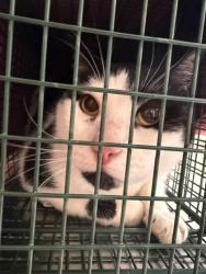 Shelter Stray Unknown Cat last seen Alexandria, VA 22304, Van Dorn St & Stevenson Ave, Alexandria City, VA, 4500 West Ox Rd, Fairfax, VA 22030, USA