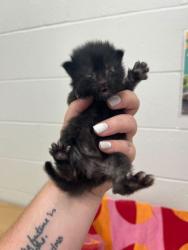 Shelter Stray Female Cat last seen N Charlotte & 114th, KCMO, 64155, 64155, MO, 7077 Elmwood Ave, Kansas City, MO 64132, USA